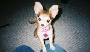 Lost Chihuahua white named Max in Montréal
