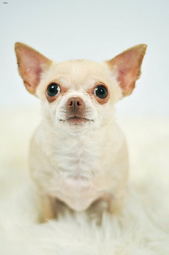 Lost Chihuahua chocolate named Molly in Markham