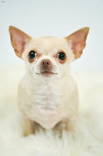 Lost Chihuahua chocolate named Molly in Markham