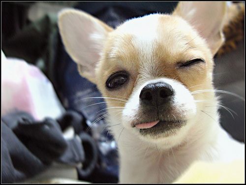 Lost Chihuahua white named Bentley in Gatineau