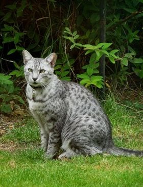 Lost Egyptian Mau tabby named Pumpkin in Yorkton