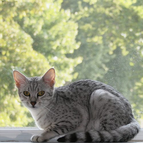 Lost Egyptian Mau black named Jasper in Maple Ridge