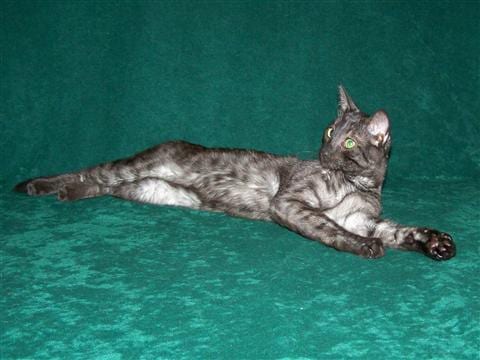 Lost Egyptian Mau cream named Tiger in Newmarket