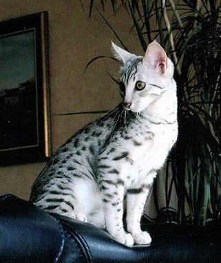 Lost Egyptian Mau white named Toby in Fort St. John