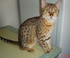 Lost Egyptian Mau tabby named Oscar in Charlottetown