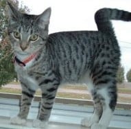 Lost Egyptian Mau white named Pumpkin in Conception Bay South