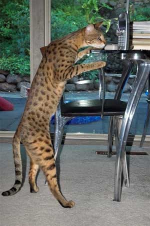 Lost Egyptian Mau grey tabby named Penny in Cambridge