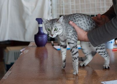 Lost Egyptian Mau orange tabby named Simba in Blainville
