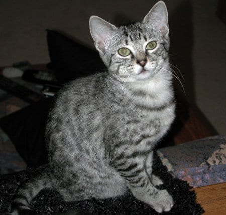 Lost Egyptian Mau calico named Oscar in Hamilton