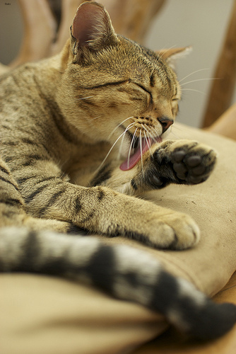 Lost Egyptian Mau grey tabby named Oscar in Squamish