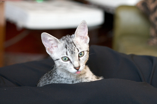 Lost Egyptian Mau cream named Salem in Toronto