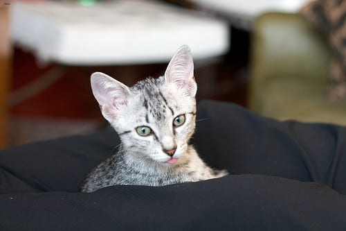 Lost Egyptian Mau cream named Salem in Toronto