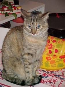 Lost Egyptian Mau grey named Shadow in Calgary