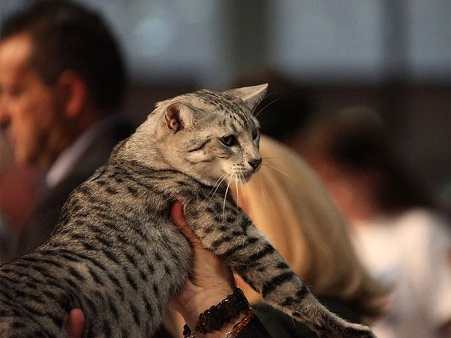 Lost Egyptian Mau grey named Mittens in Victoriaville