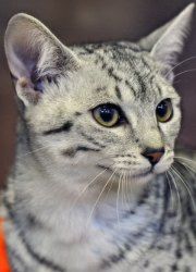 Lost Egyptian Mau grey named Shadow in Montréal