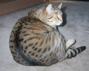 Lost Egyptian Mau calico named Cleo in Toronto