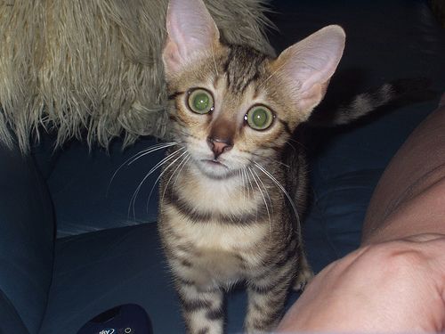 Lost Egyptian Mau black named Misty in St. Albert