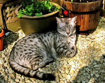 Lost Egyptian Mau tabby named Biscuit in Leduc