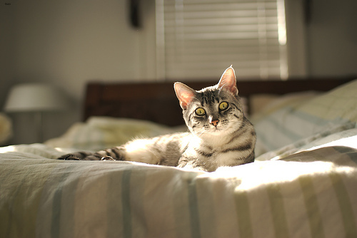 Lost Egyptian Mau grey named Lola in Richmond