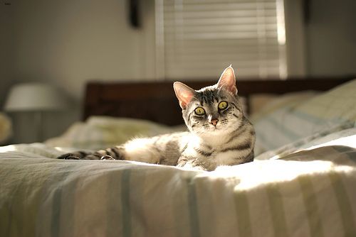 Lost Egyptian Mau grey named Lola in Richmond