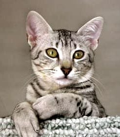 Lost Egyptian Mau tortoiseshell named Shadow in Moncton