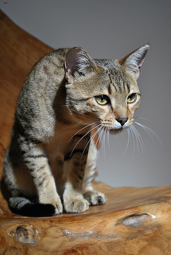 Lost Egyptian Mau tabby named Biscuit in Surrey
