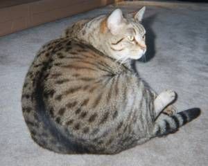 Lost Egyptian Mau grey tabby named Toby in Lethbridge
