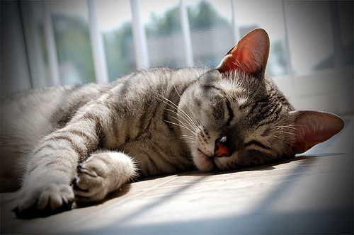 Lost Egyptian Mau black and white named Shadow in North Bay