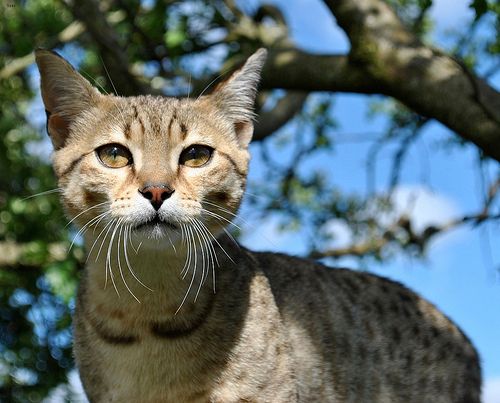 Lost Egyptian Mau orange tabby named Shadow in Truro