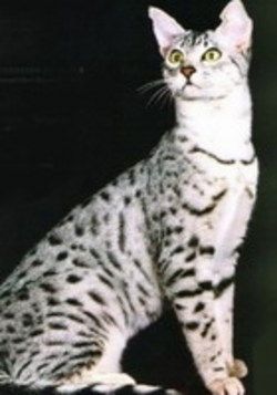 Lost Egyptian Mau black and white named Shadow in Stony Plain