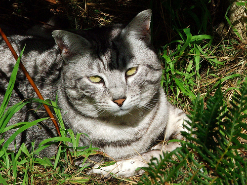 Lost Egyptian Mau black named Oreo in Dollard-des-Ormeaux