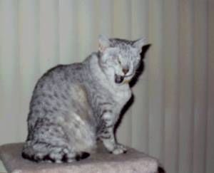 Lost Egyptian Mau tabby named Smokey in Winnipeg