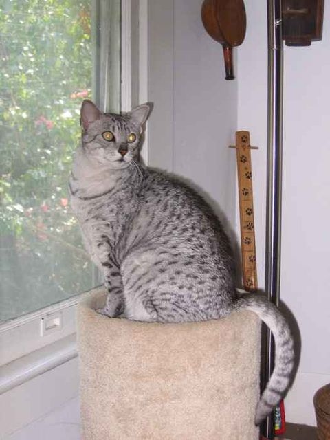 Lost Egyptian Mau white named Shadow in Winkler