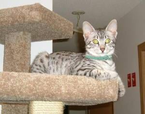 Lost Egyptian Mau black named Mittens in Calgary