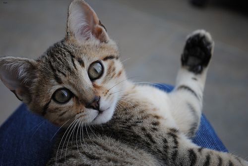 Lost Egyptian Mau calico named Shadow in Gander