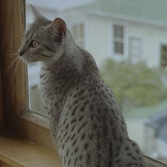 Lost Egyptian Mau grey tabby named Willow in Vaughan