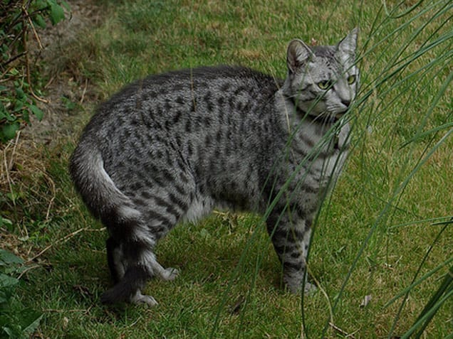 Lost Egyptian Mau calico named Felix in Orangeville