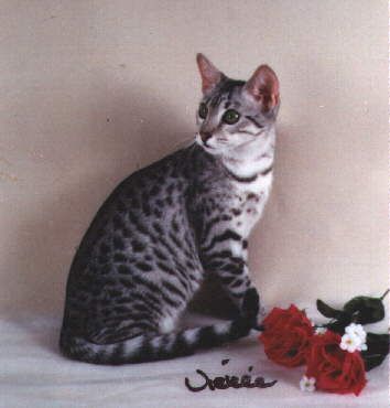 Lost Egyptian Mau grey tabby named Cleo in Kingston