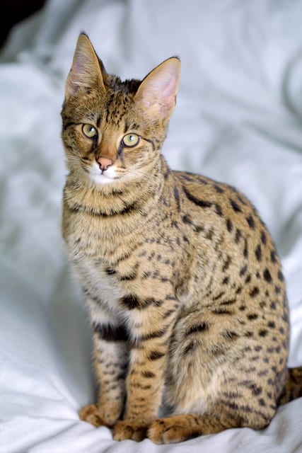 Lost Egyptian Mau grey named Jasper in Richmond