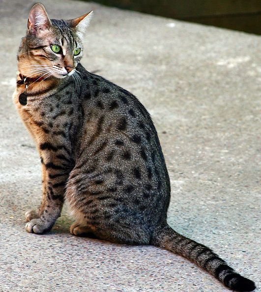 Lost Egyptian Mau tortoiseshell named Jasper in Lévis