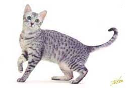 Lost Egyptian Mau calico named Charlie in Steinbach