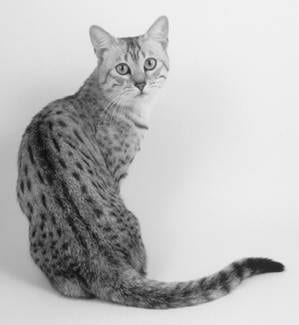Lost Egyptian Mau tabby named Pumpkin in Cornwall