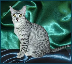 Lost Egyptian Mau white named Jasper in Delta