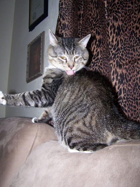 Lost Egyptian Mau calico named Lola in Kitchener