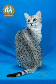 Lost Egyptian Mau black and white named Misty in Trois-Rivières