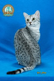 Lost Egyptian Mau grey tabby named Simba in Saint-Eustache