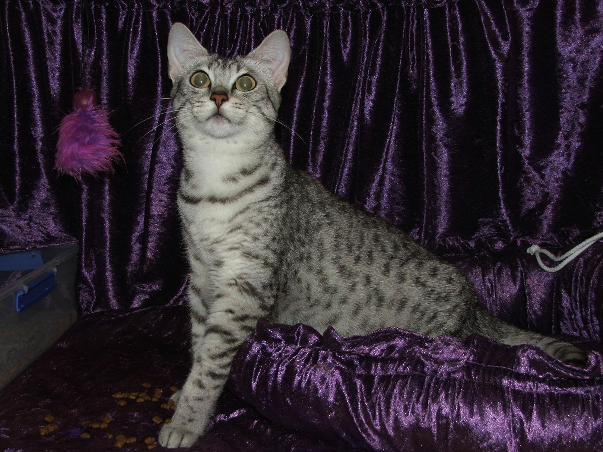 Jasper