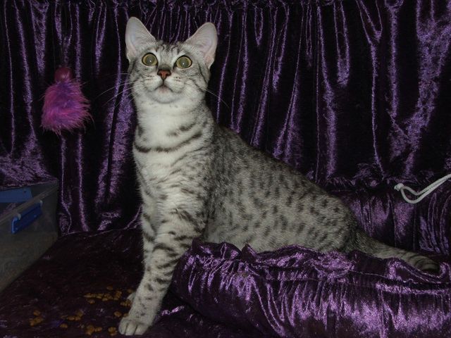 Lost Egyptian Mau orange tabby named Jasper in Trois-Rivières