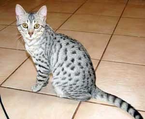 Lost Egyptian Mau tabby named Willow in Montréal
