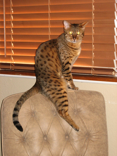 Lost Egyptian Mau white named Misty in Estevan